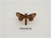 藏品(大斑Y枯葉蛾)的圖片